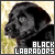 The Black Lab Fanlisting