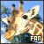 The Giraffe Fanlisting