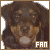 The Rottweiler Fanlisting